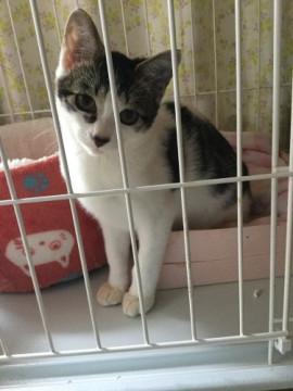 甘えん坊のゴロゴロ猫