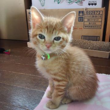 明朗でやさしい茶トラくん