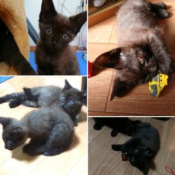 生後2ヶ月くらい 子猫の里親さん募集☆
