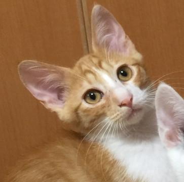 おっとりした茶白の男の子です♪