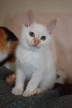 動画ありブルーアイのシャム系ミックス