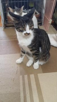 ベタなれキジ白　子猫　めす半年