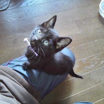 天真らんまんの黒にゃん