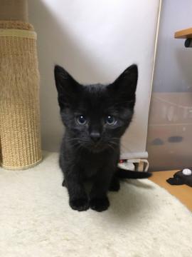 ふわふわの子猫ちゃん  クロちゃん