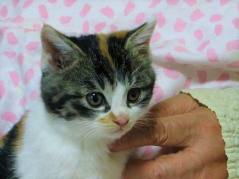 生後２ヶ月のミケ