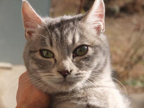 里親様至急募集。外猫ですが人慣れしてます