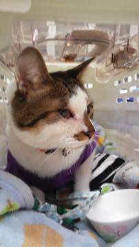 正式譲渡♥にやぁにゃ