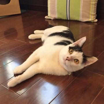もう一度、お家猫にもどりたい。