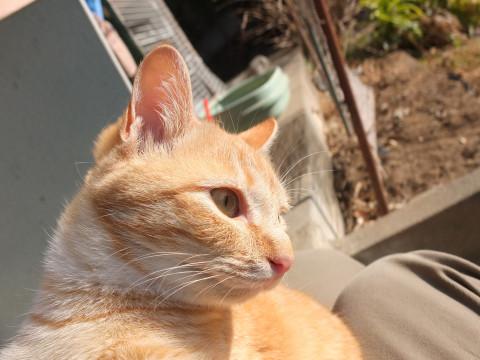 里親様至急募集。外猫（No.2）
