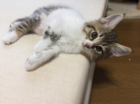 きりっと猫らしい しらたま君