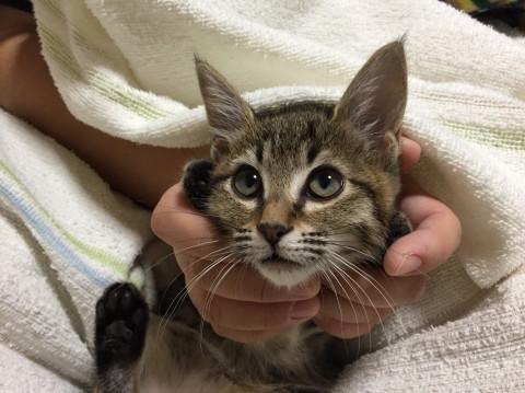 きりっと猫らしい みつまめちゃん