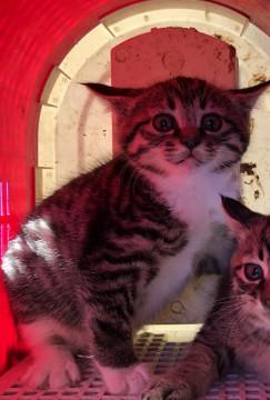 もふもふの小さい怪獣女の子