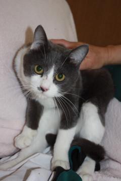 小屋から出してあげたい！かわいい灰白