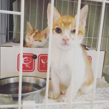 仲良しきょうだい★子猫★茶白と白茶❾➓