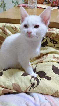 頭の上に丸い模様のある白猫ちゃん