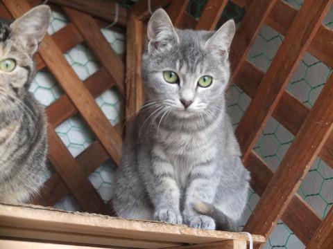 里親様至急募集。外猫,No.3