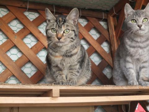 里親様至急募集。外猫（No.4)