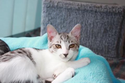 動画あり　人懐こいさばとら