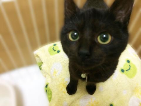 里山の黒猫キキ꒰ঌ^. 少なけれ ̫ .^໒꒱様