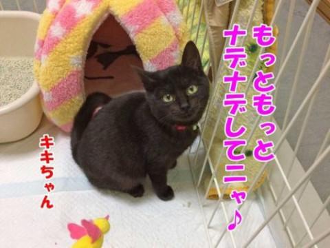 里山の黒猫キキ꒰ঌ^. ̫ .^໒꒱さん専用 見づらい 