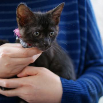 オス猫４兄弟  ニャンコBEATLES　