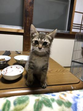 キジトラ