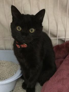 シッポがまっすぐの美猫ちゃん！