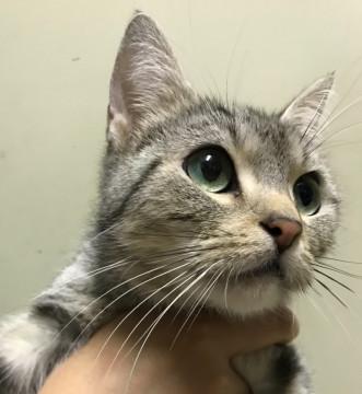 べったりアメショ