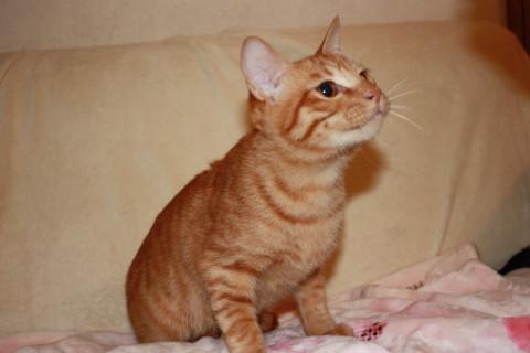 ケージから出してあげたい！かわいい茶トラ