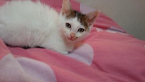 生後２ヶ月子猫もらってください。