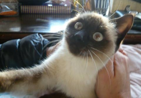 美猫シャムちゃん