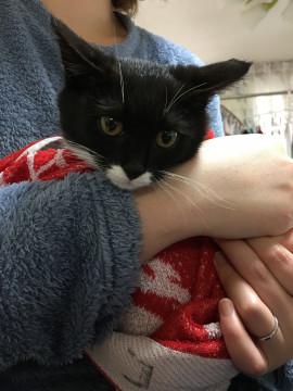 靴下を履いた猫♪