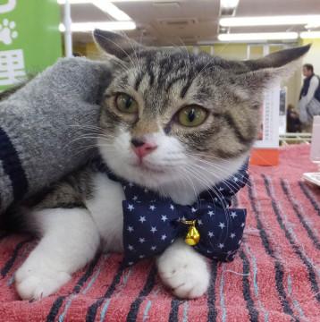 子猫の里親募集中！！はるちゃん♪