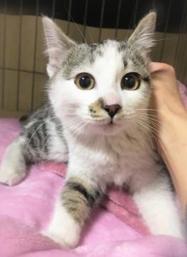 まんまる瞳きじ白の女の子