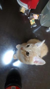 かわいい子猫