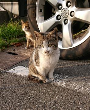 車通りが多い場所から助けてあげたい☆親子