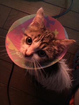 可愛い3ヶ月子猫