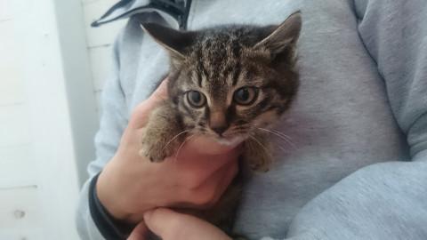 おっとりキジトラちゃんを保護