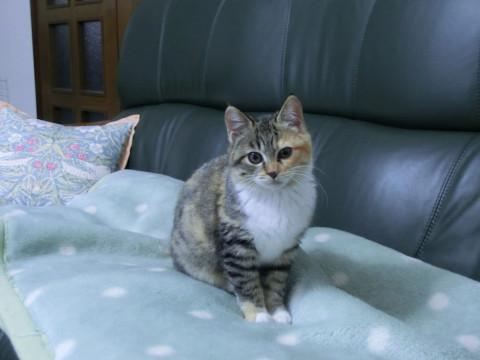 里親募集