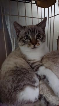 ふわふわの毛並みの無垢な子です