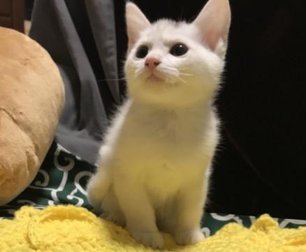 頭にワンポイントの白猫ちゃん