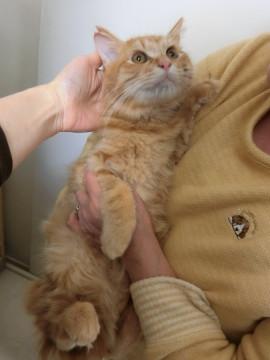 おっとり長毛茶トラくん