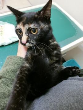 やさしい目をした女の子