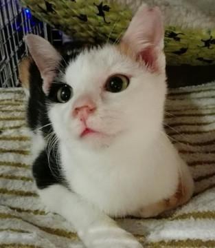 三毛猫　詩ちゃん　5か月