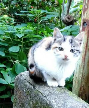 控え目チャーミングな三毛猫ちゃん