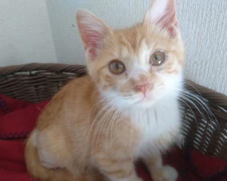 骨折克服！！元気いっぱいおいなりくん