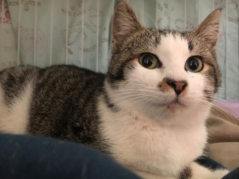 大人しくお利口なキジシロちゃん