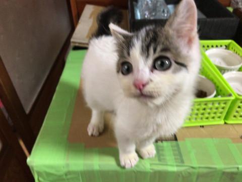 ハチワレ♂兄弟2匹