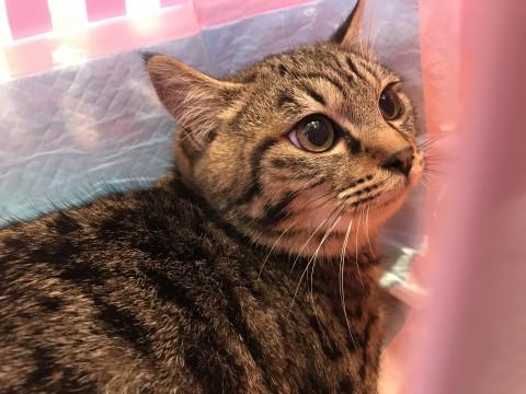 フワフワのキジトラ女の子