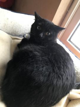 フワフワの甘えん坊